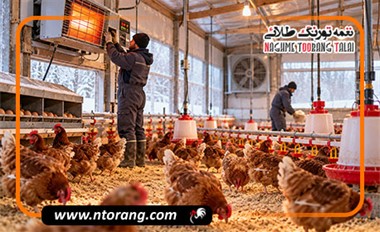 پرورش مرغ تخم‌گذار در فصل سرما چگونه است؟